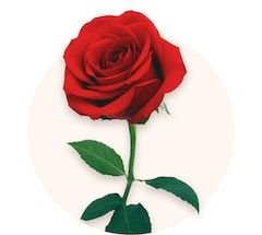10 Rosa roja - 2