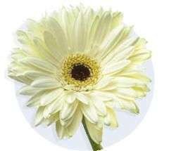 Cartera Pequeña Blanca de rosas y Gerberas - 3