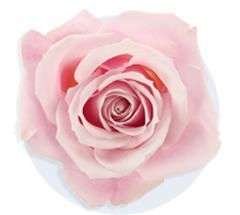 Corazón con rosas rosadas - 3