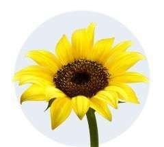Girasoles Sonrisa - 2