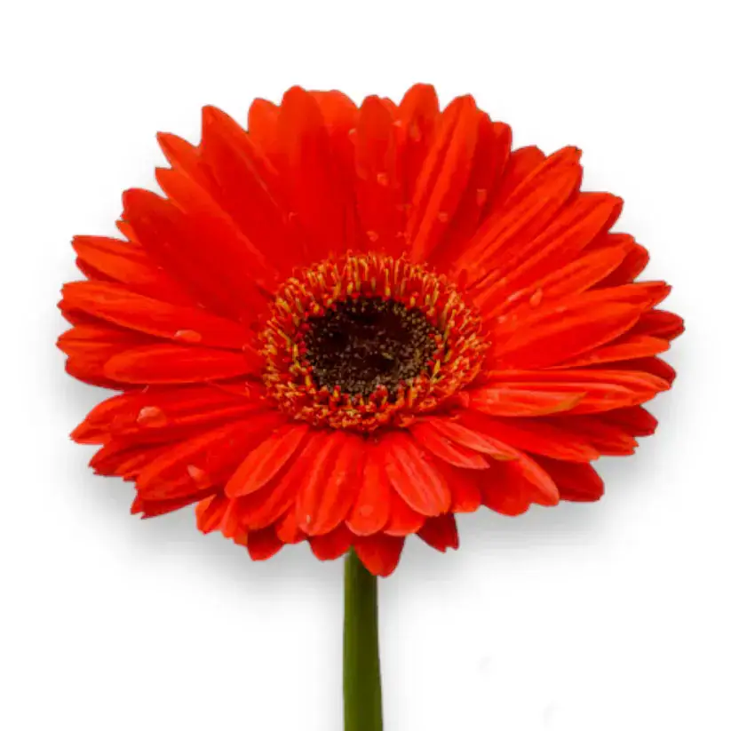 Flores Navideñas-8 - 3