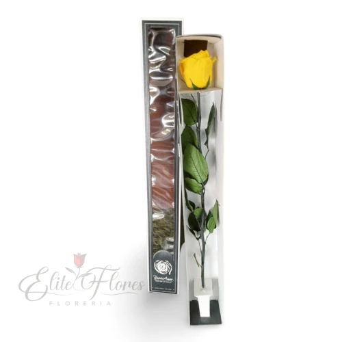 Rosa eterna amarilla - 3