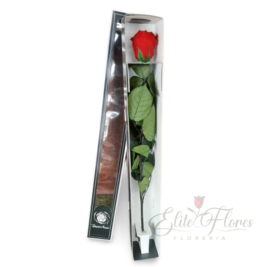 Rosa eterna roja - 3