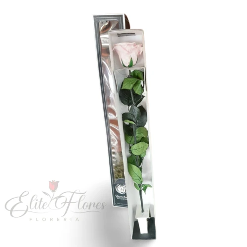 Rosa eterna rosada - 2