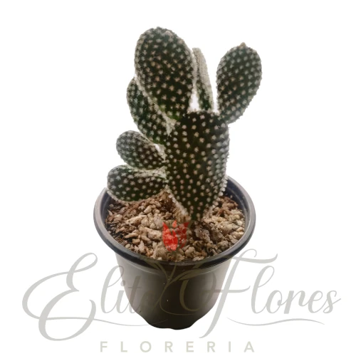 Mickey mouse cactus - 2