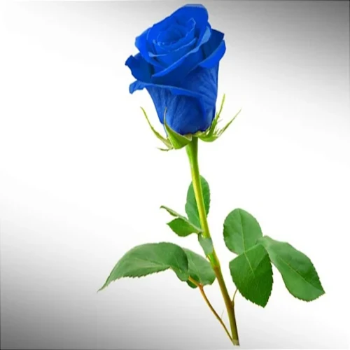 1 rosa azul - 3