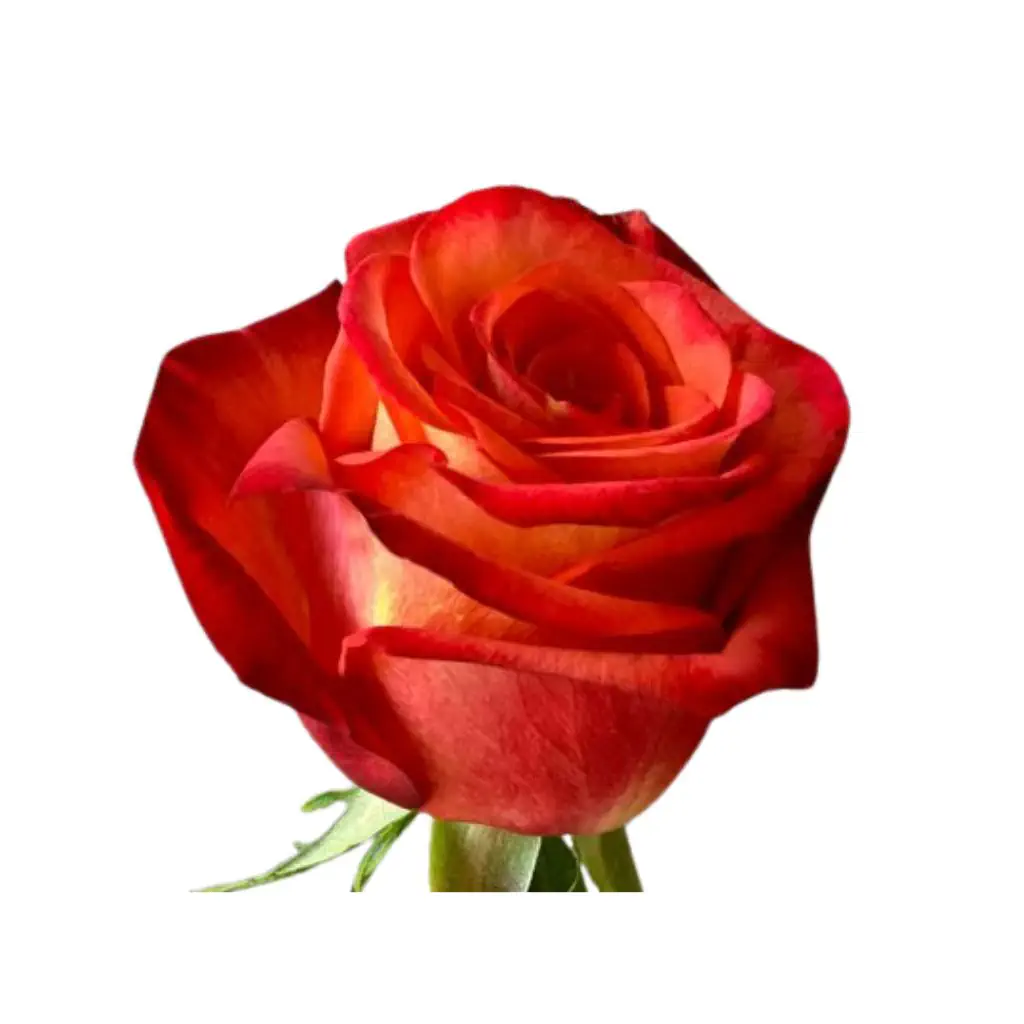 12 ROSAS DE COLORES MIXTOS - 2