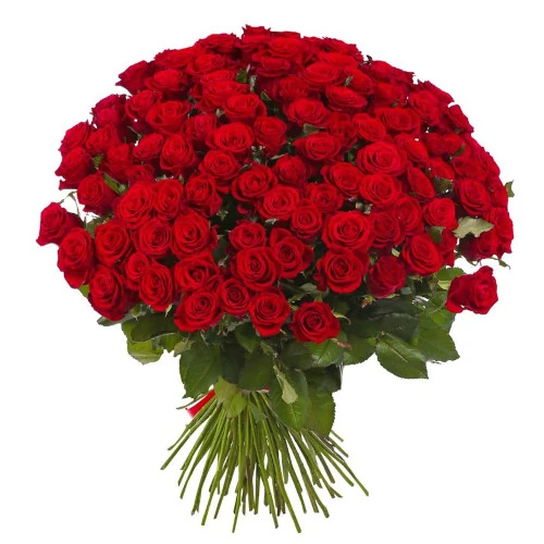 Ramo 100 rosas premium importadas