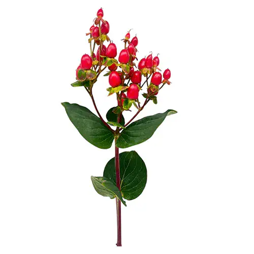 Flores Navideñas-1 - 3