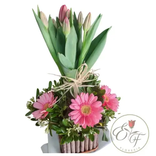 Canasto de gerberas y tulipanes