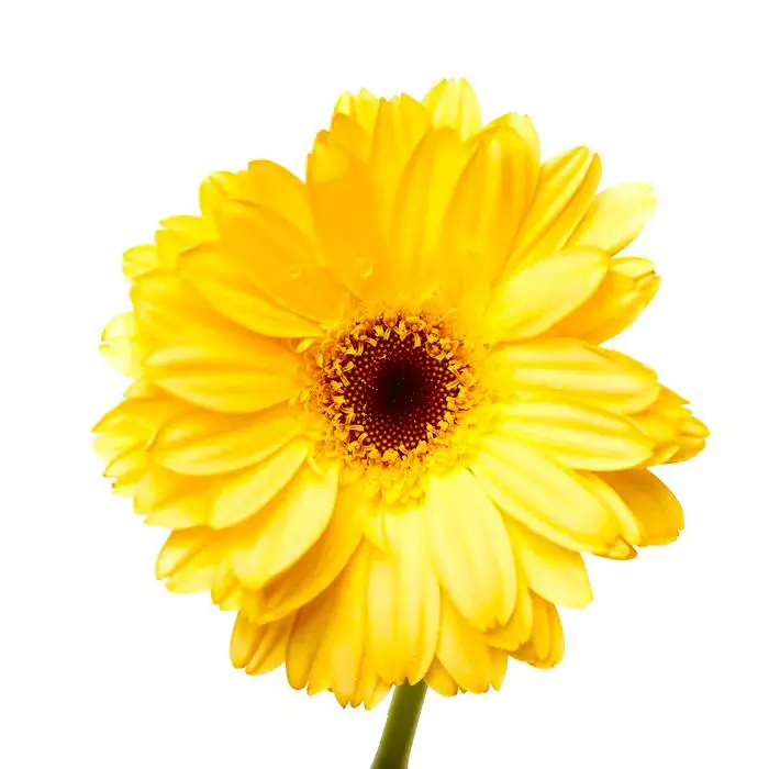 Canasto de gerberas y tulipanes - 2