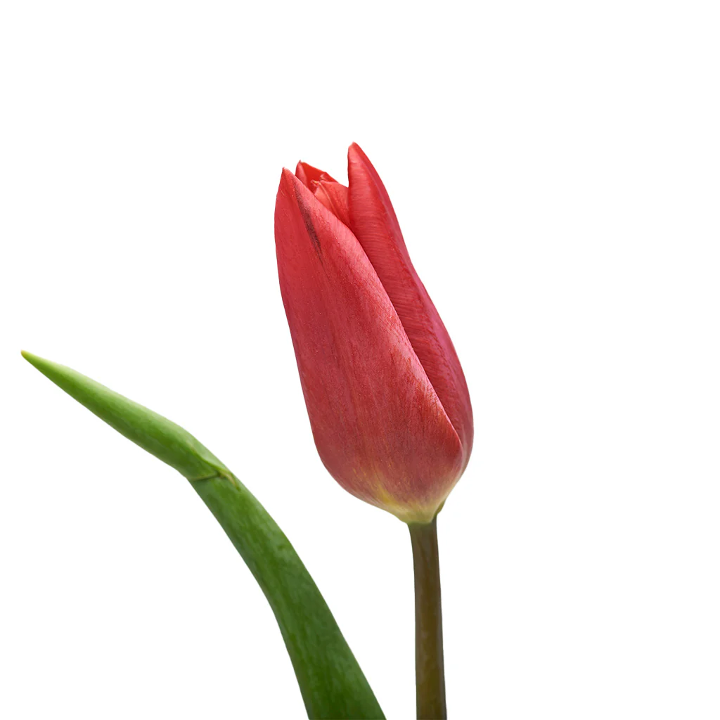 Florero Tulipan Rojo - 2