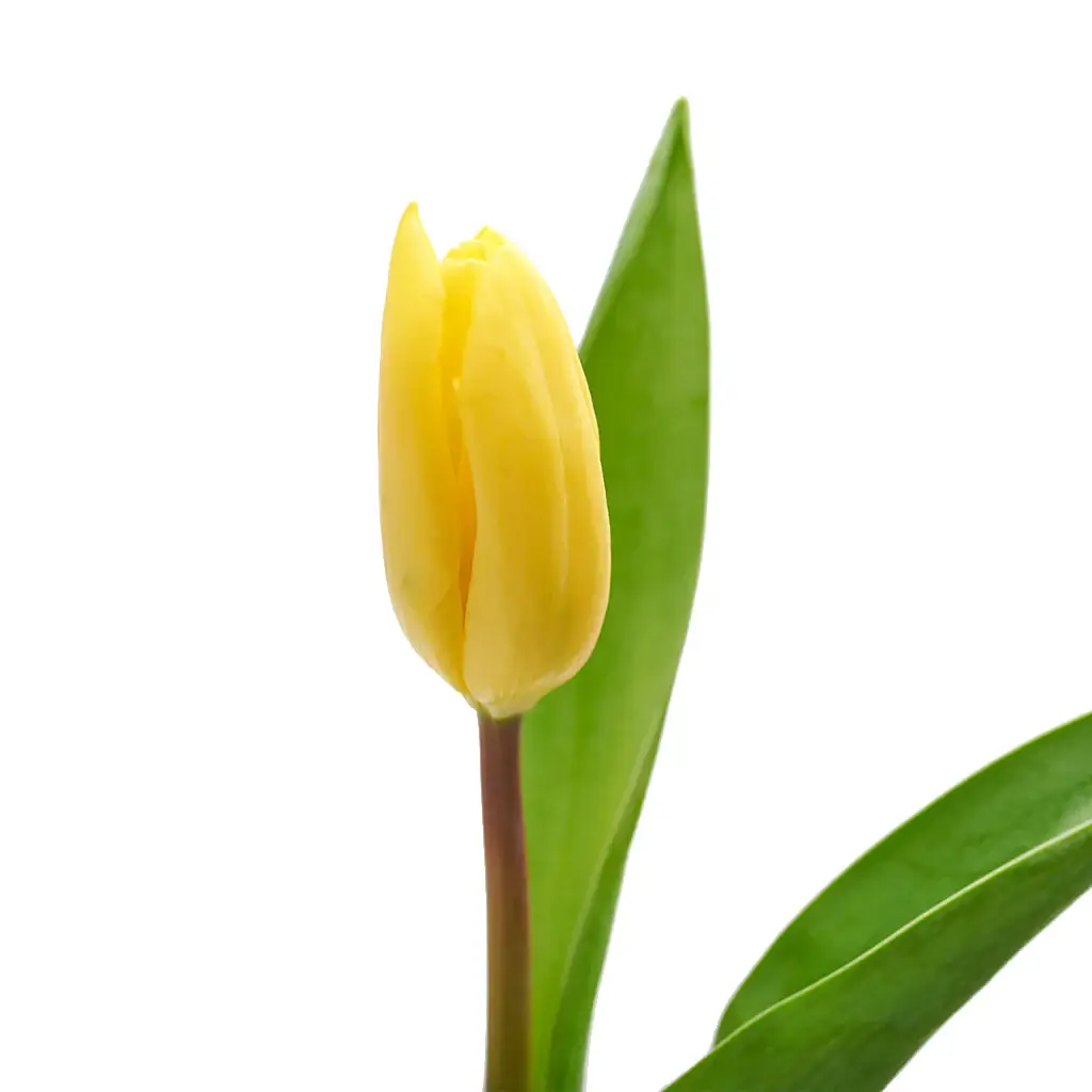 Florero Tulipan Amarillo - 2
