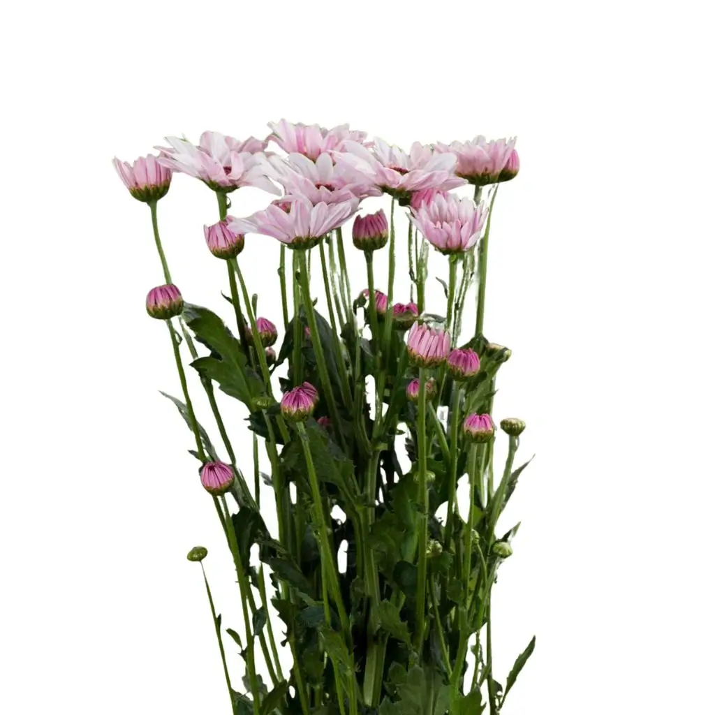 Cajita Primaveral - 4