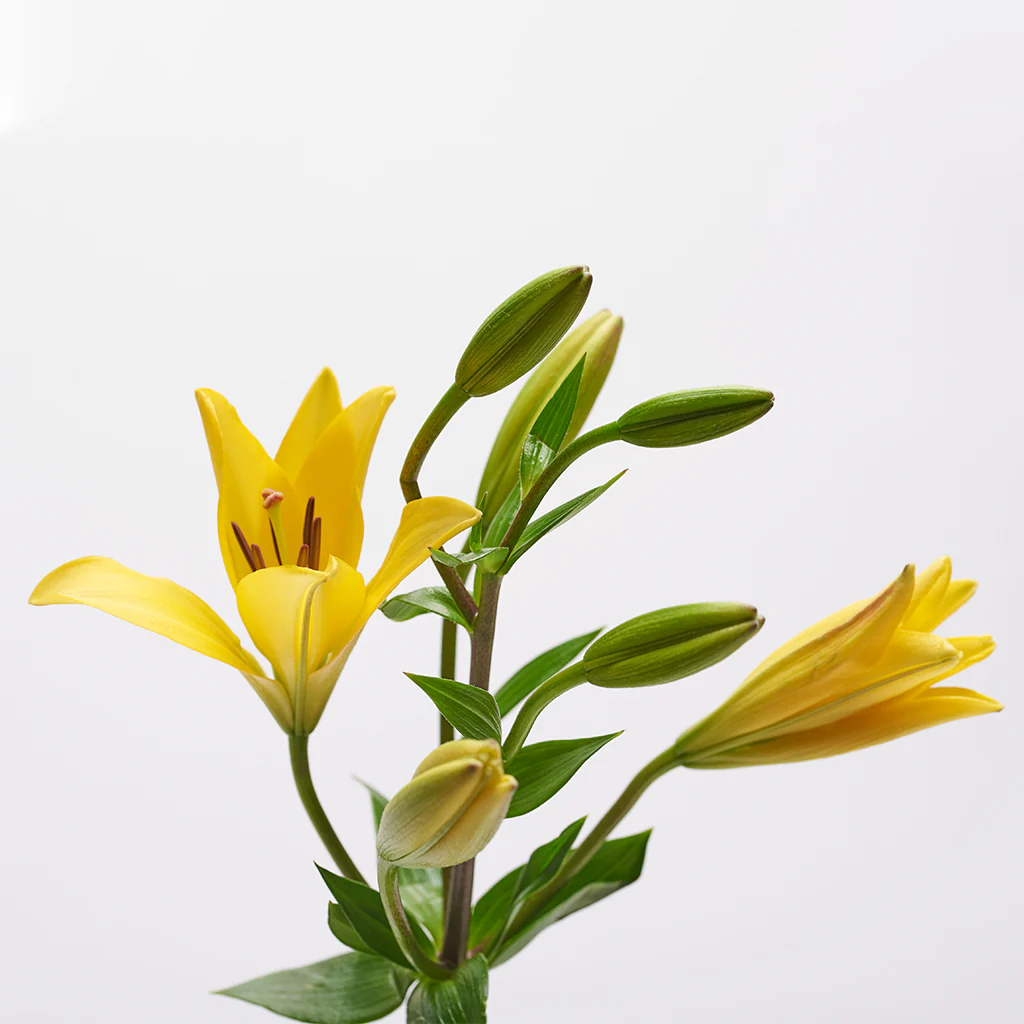 Florero Lilium amarillos - 2