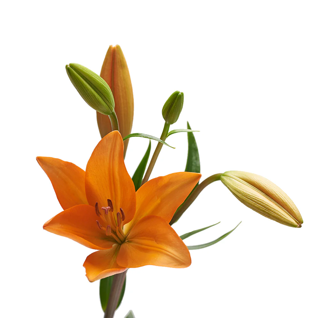 Ramo de lilium Naranjos - 2