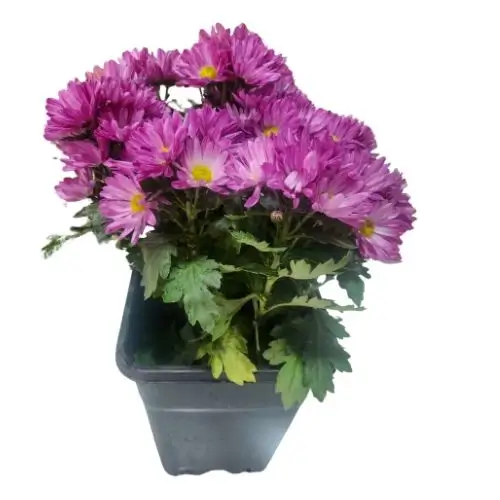 Crisantemo (Chrysanthemum) - 3