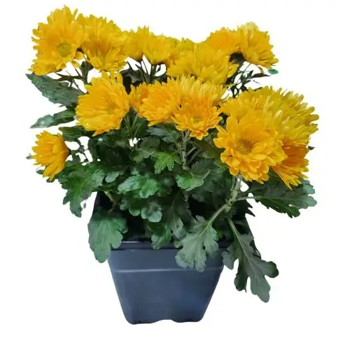 Crisantemo (Chrysanthemum) - 3
