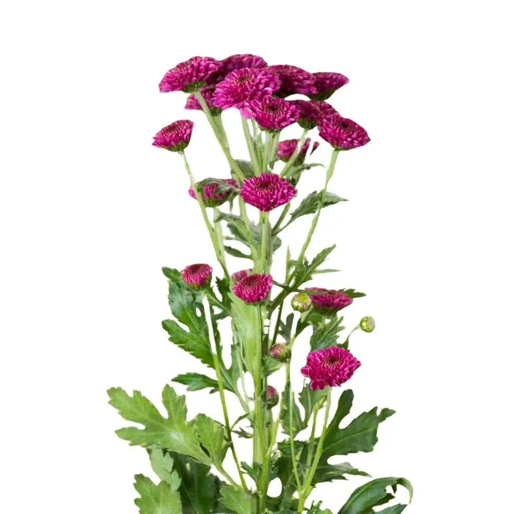 Ramos Bouquet Arcoiris - 3