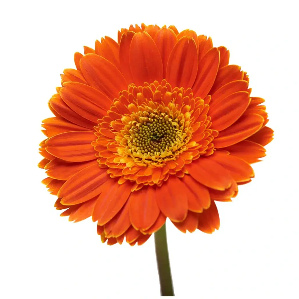 Ramo Bouquet Elegante - 3
