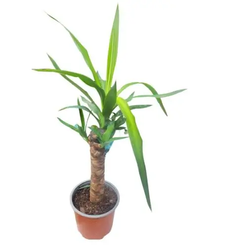 Yucca - 3