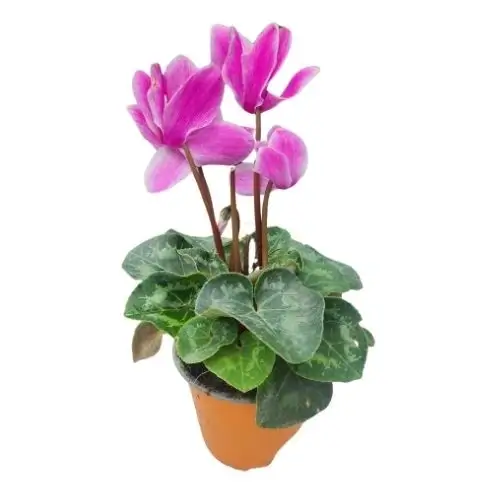 Violetas de persia lila