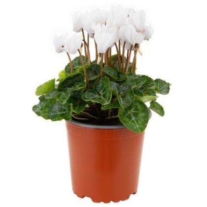 Violetas de persia blanca