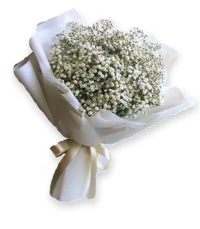 ramo gypso