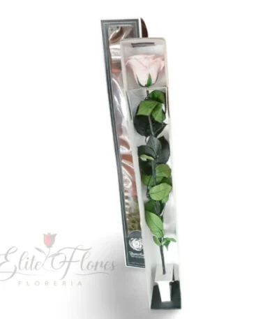 rosa eterna blanca