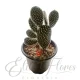 Mickey mouse cactus