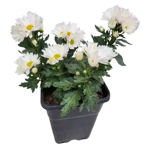 PLANTA CRISANTEMOS-1 Crisantemo (Chrysanthemum)