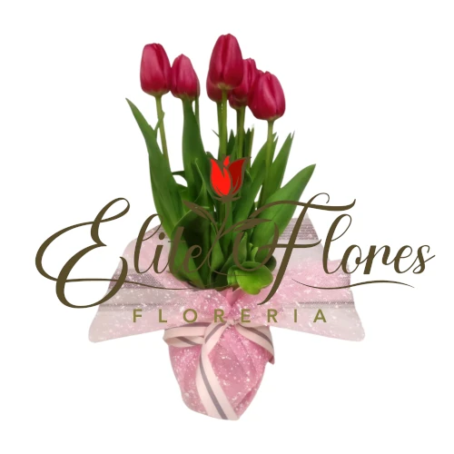 Florero Tulipan Rojo