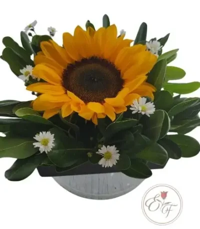 CAJA CARTON-CON GIRASOL