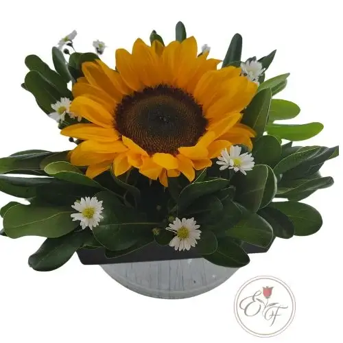 CAJA CARTON-CON GIRASOL