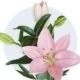 Lilium color Rosado