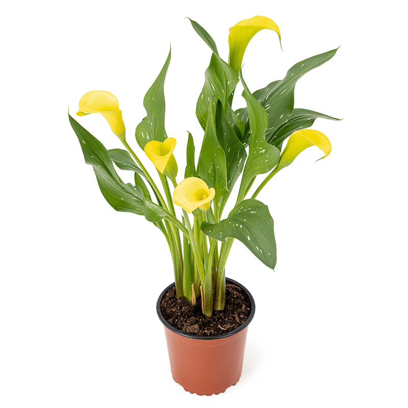 Cala Amarilla Cala Amarilla