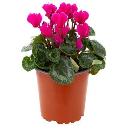 Violetas de persia fucsia