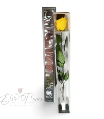 rosa eterna amarilla