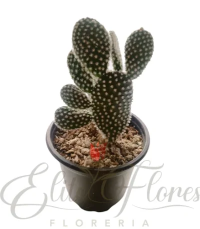 Mickey mouse cactus