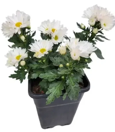 Crisantemo (Chrysanthemum)