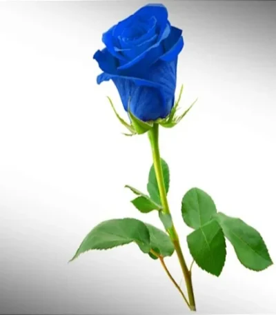 1 rosa azul
