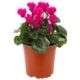 Violetas de persia fucsia