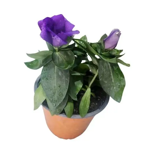 lisianthus Planta pequeña lisianthus - Imagen 1