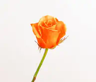 Rosas Color Naranjas